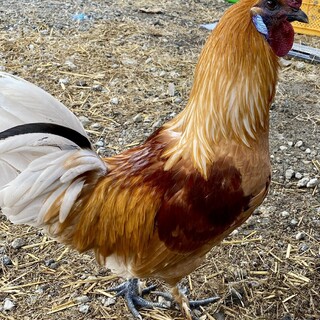 烏骨鶏系交雑種2羽