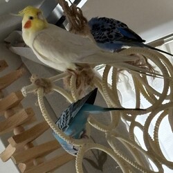 お引越し＆元気です