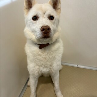 食いしん坊さんな【ミケ】君