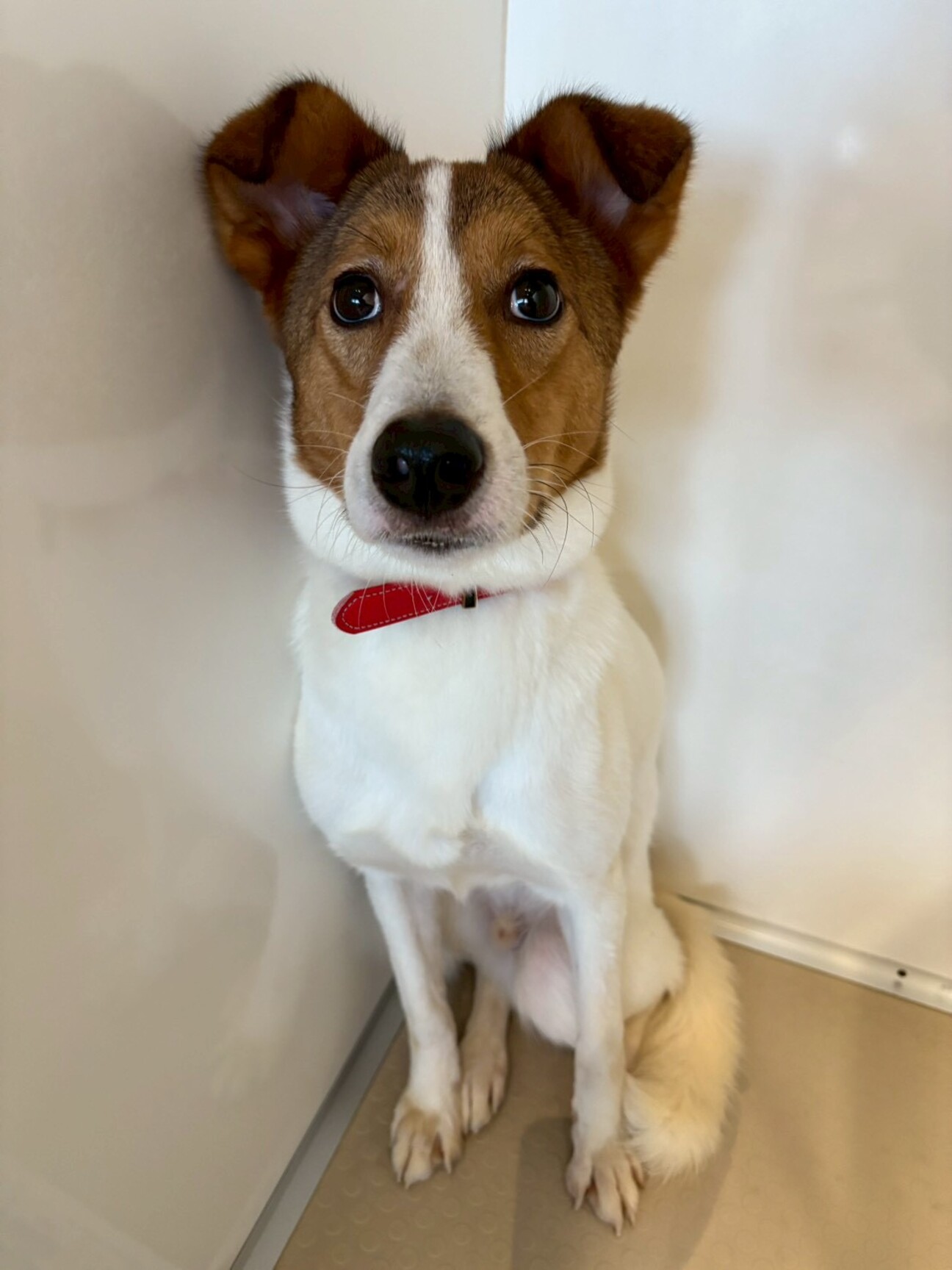 ワンコと遊ぶのが好きな【...」広島県 - 犬の里親募集(531486) :: ペットのおうち【里親決定30万頭！】