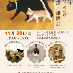 秘密結社ねこのひげ♡保護猫譲渡会