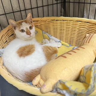 穏やかな茶白の男の子