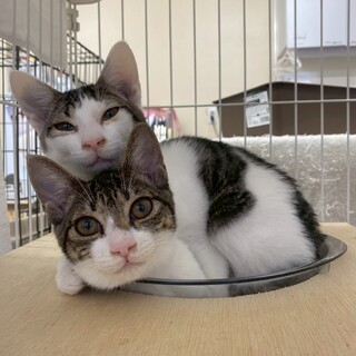 目がぱっちり可愛らしい男の子