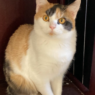 三毛 × 長野県が募集対象」保護猫の里親募集情報 :: ペットのおうち