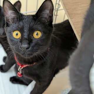 小柄な黒猫姉妹。