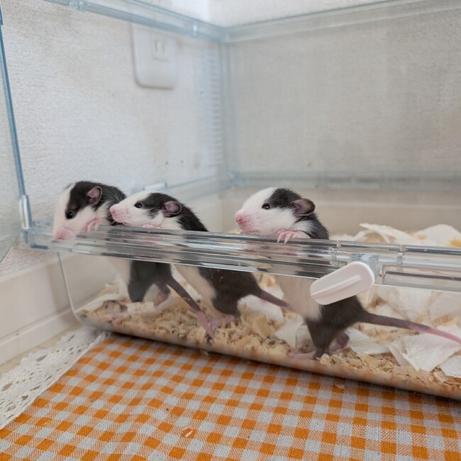 yululiのカバー写真