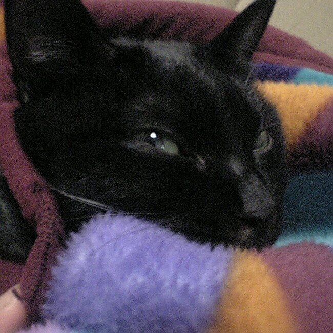 みくごんのカバー写真