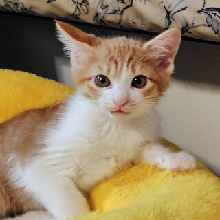 12/6譲渡会参加　茶白　男の子　翔平