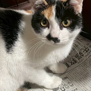 きれいなミケ猫女の子6ヶ月甘えん坊