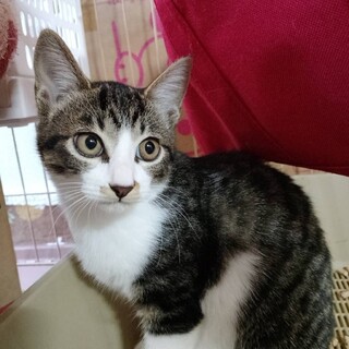 鼻ポチ付きのかわいい姉妹