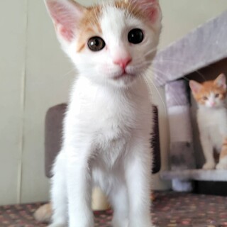 12/6譲渡会参加　茶白　男の子　イチロー