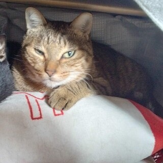 おもちゃは生きた虫ハンターのキジトラのくりちゃん