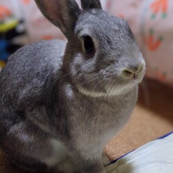 「お月さまを楽しんでますか？」サムネイル2