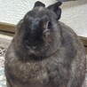 鳶丸