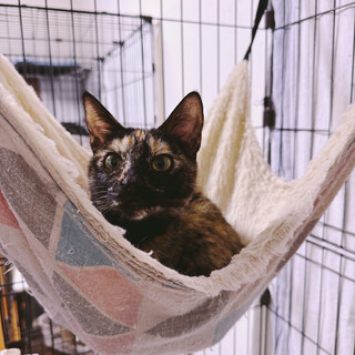 ෆ⃛好奇心旺盛ෆ⃛ゆきちゃん