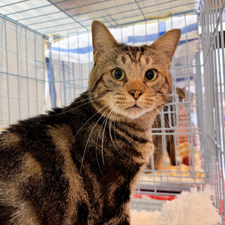 ෆ⃛人馴れ抜群ෆ⃛あめちゃん