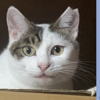 12/6譲渡会参加 キジ白の女の子　2歳　大福