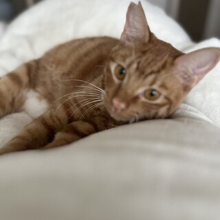 12/6譲渡会参加　茶白の男の子　栗之丞