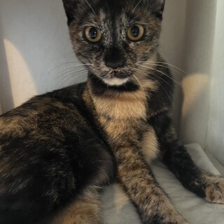 1/17譲渡会参加 サビの女の子　もみじ