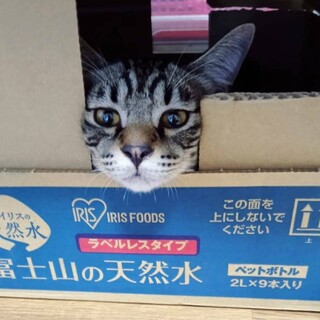 8ヶ月の大きなサバトラのオス