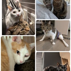 5匹の医療について