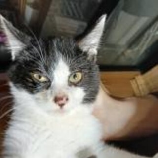 洋猫ミックス 白 黒 ハチワレ君4ヶ月