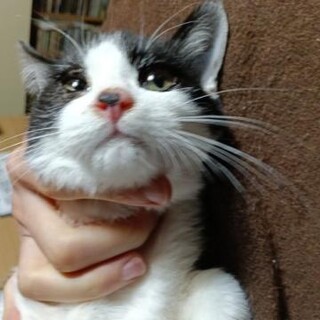 洋猫ミックス 白 黒 ハチワレ君4ヶ月丸い目