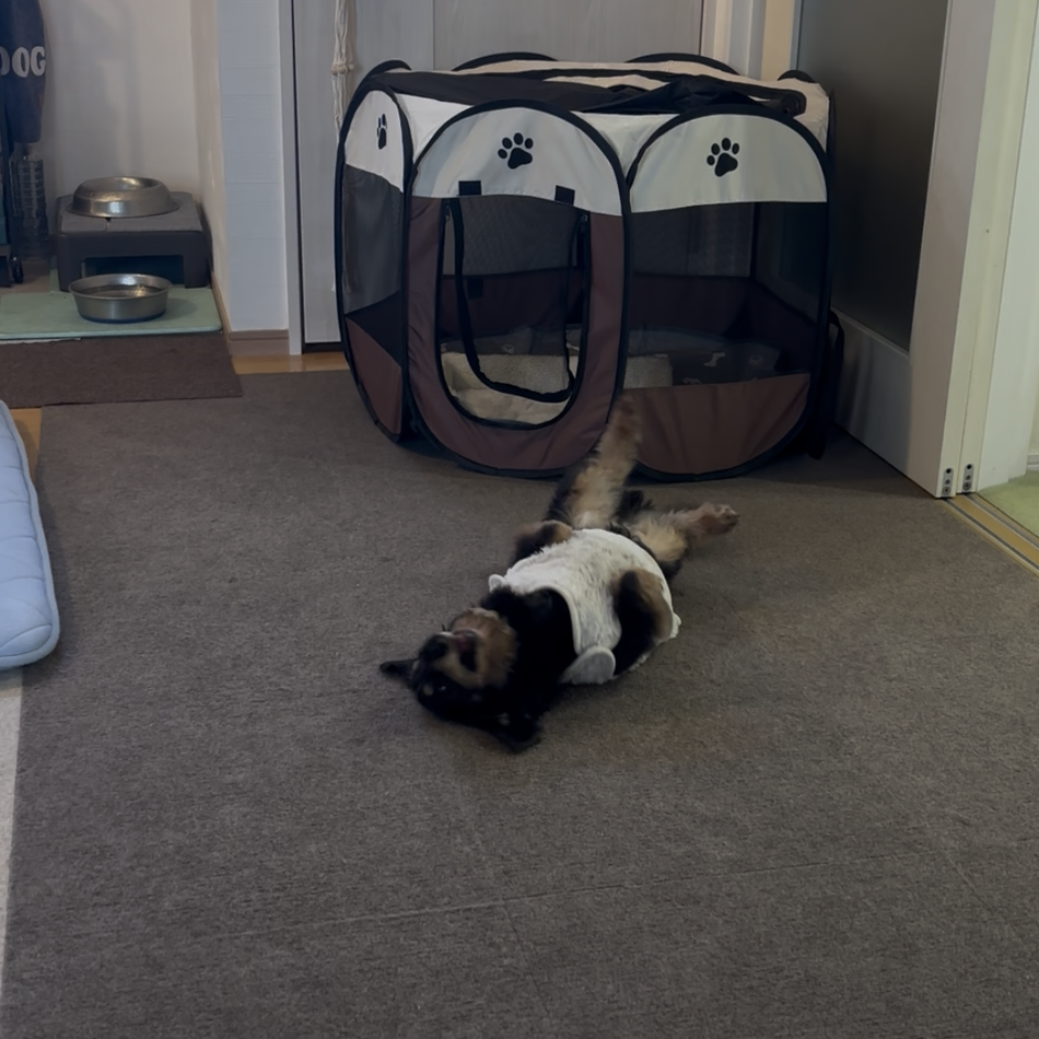 オクラのカバー写真