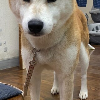ご年配の方に。良く躾された穏やかな柴犬女の子５歳