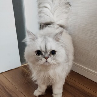 ペルシャ猫　男の子　5歳