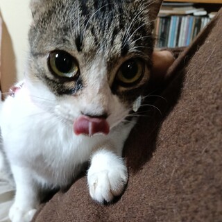 すりごろ甘えん坊サバ白マスカット色の瞳女の子一才