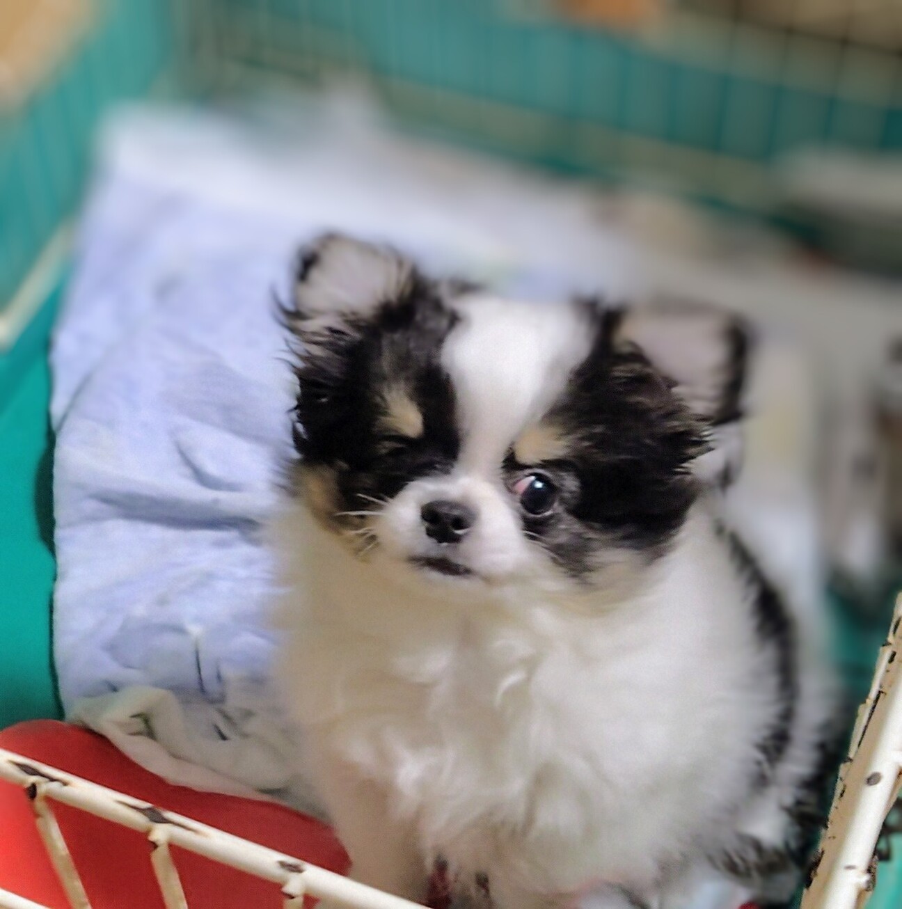 チワワ　仔犬　右目小眼球 サムネイル1