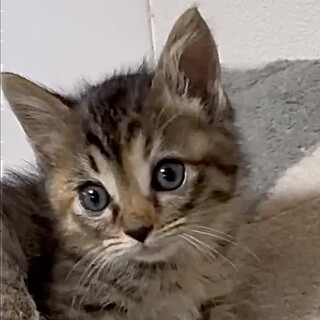 授乳から育てた人懐こくて甘え子のマゴ姫