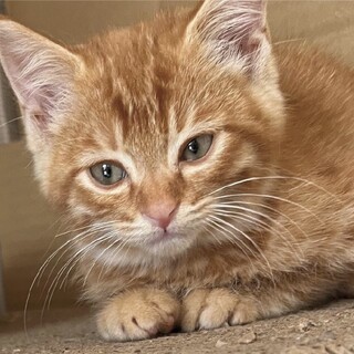 終生飼える方求む