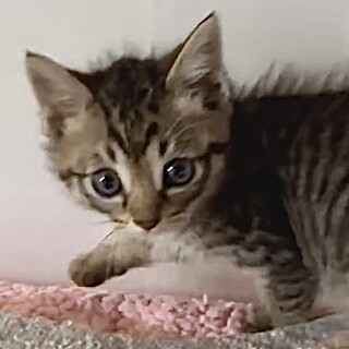 授乳から人懐こくて甘えん坊キジトラの