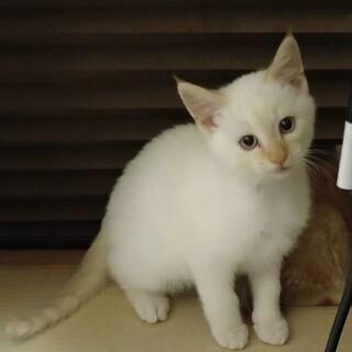 終生飼える方求む