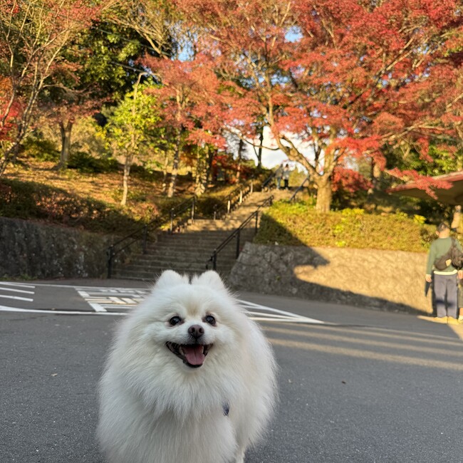 あくつえりかのカバー写真
