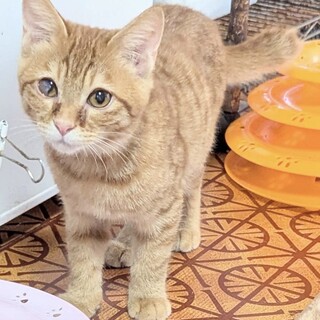 穏やかで優しい茶トラ男の子茶介くん