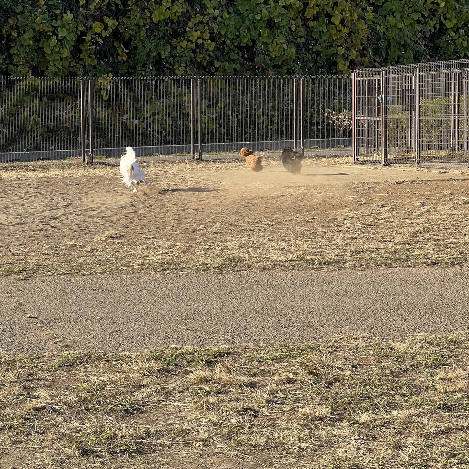 シンバのカバー写真