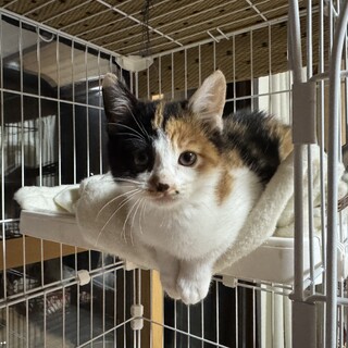 推定3ヶ月！三毛猫の姉妹です