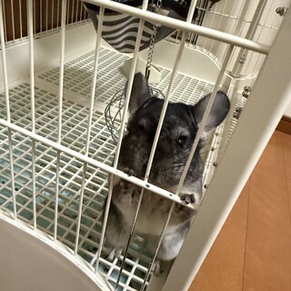 チンチラの男の子