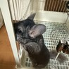 チンチラの男の子 サムネイル2