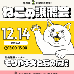 保護猫の譲渡会【12/14(日)名古屋】