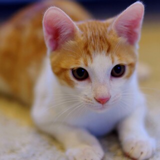 保護子猫（オス、茶白）の里親募集！