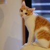 保護子猫（オス、茶白）の里親募集！ サムネイル2