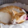 保護子猫（オス、茶白）の里親募集！ サムネイル4