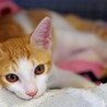 保護子猫（オス、茶白）の里親募集！ サムネイル5