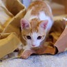 保護子猫（オス、茶白）の里親募集！ サムネイル6