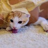 保護子猫（オス、茶白）の里親募集！ サムネイル7