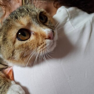 甘えん坊きなこ7ヶ月位穏やかな子です